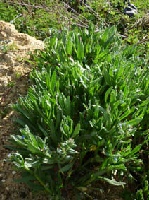 Anchusa arvensis